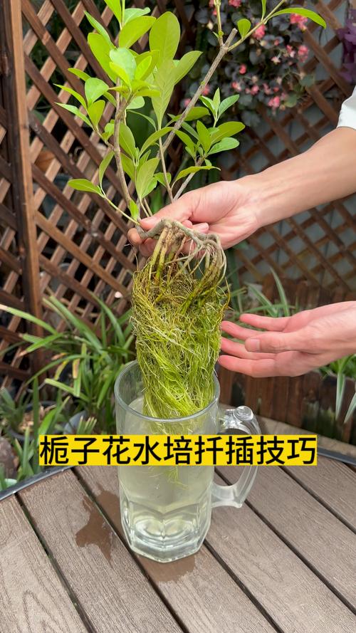 栀子花插枝能活吗?高效扦插繁殖方法与成功秘诀 栀子花插枝能活吗?高效扦插繁殖方法与成功秘诀