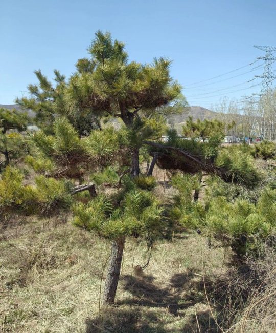 松树百科：形态特征、生长习性及园林用途详解