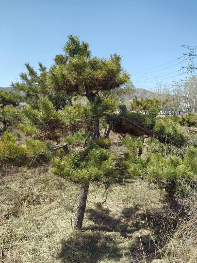 松树百科:形态特征、生长习性及园林用途详解 松树百科:形态特征、生长习性及园林用途详解