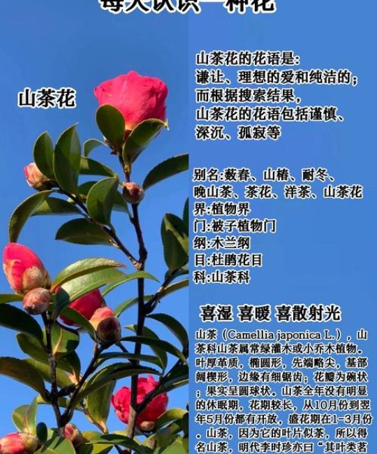山茶花的花语代表什么？附带花期与观赏期养护全指南