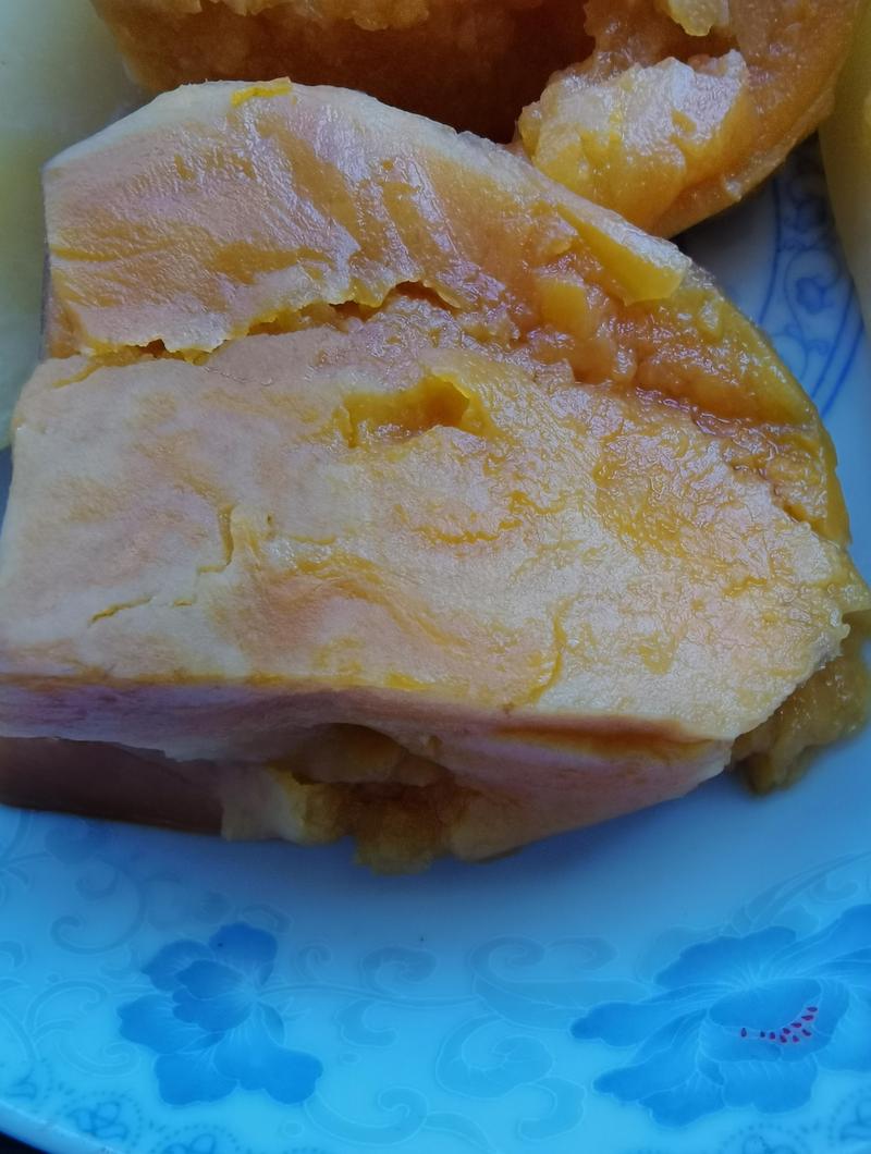 毒红薯是什么品种?形态特征、毒性识别与普通红薯对比全解析 毒红薯是什么品种?形态特征、毒性识别与普通红薯对比全解析