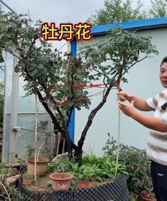 怎么样让牡丹长成树？打造“牡丹树”的修剪、养护与品种选择全攻略
