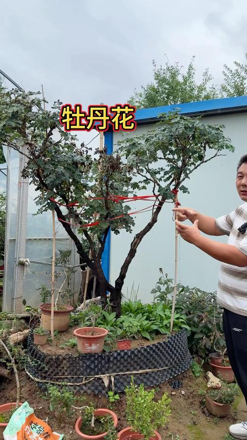 怎么样让牡丹长成树?打造“牡丹树”的修剪、养护与品种选择全攻略 怎么样让牡丹长成树?打造“牡丹树”的修剪、养护与品种选择全攻略