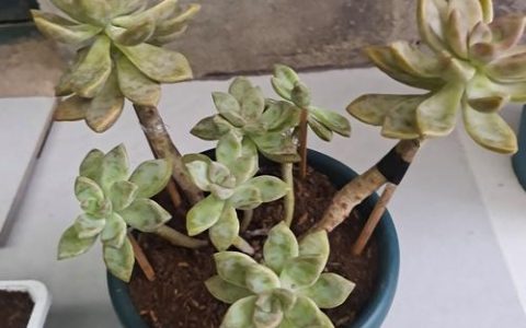 飞机上可以带多肉植物盆栽吗？民航规定、安检要求与安全携带全指南