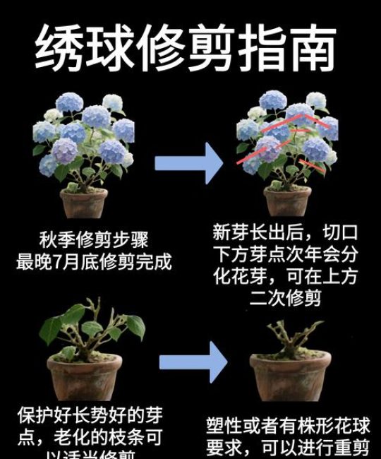 绣球花修剪时间与促花方法：从花后到早春的完整指南