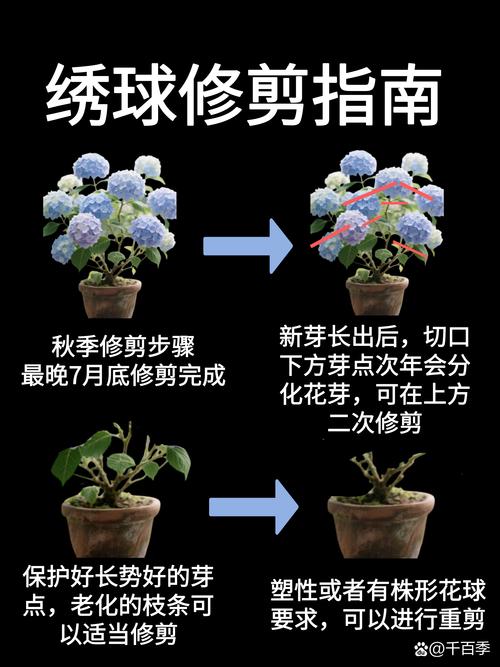 绣球花修剪时间与促花方法：从花后到早春的完整指南