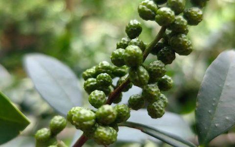 花椒散结节吗有效果吗？科学解析花椒的药用与种植价值