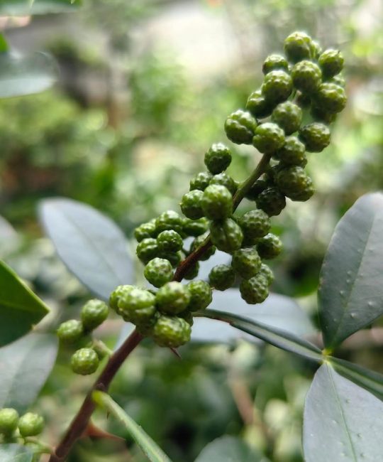 花椒散结节吗有效果吗？科学解析花椒的药用与种植价值