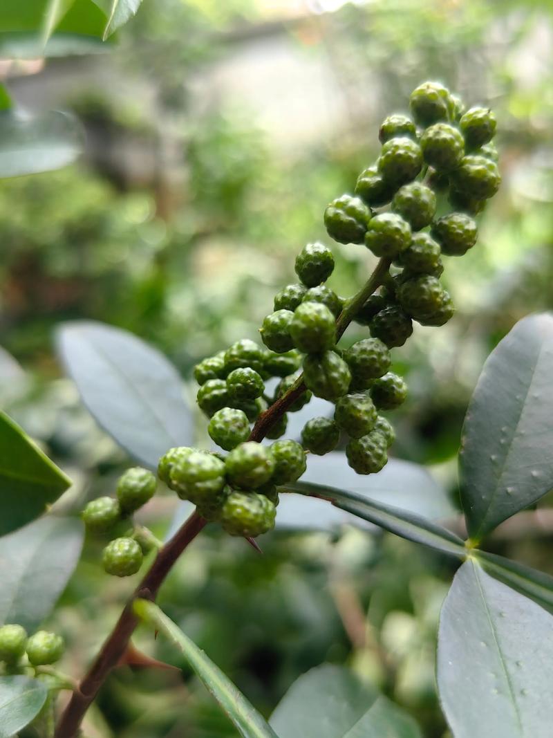 花椒散结节吗有效果吗？科学解析花椒的药用与种植价值