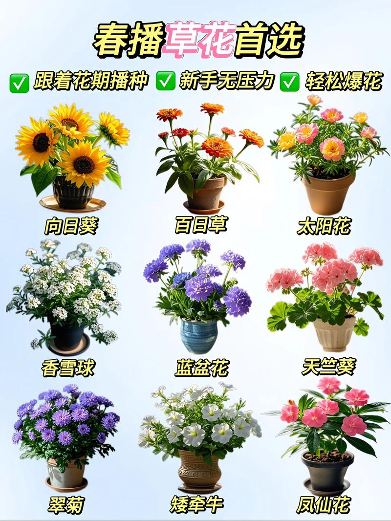 夏天适合种什么花?5种耐热花卉种植指南(含南北差异操作要点) 三、百日草