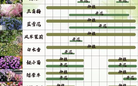夏天适合种什么花？5种耐热花卉种植指南（含南北差异操作要点）