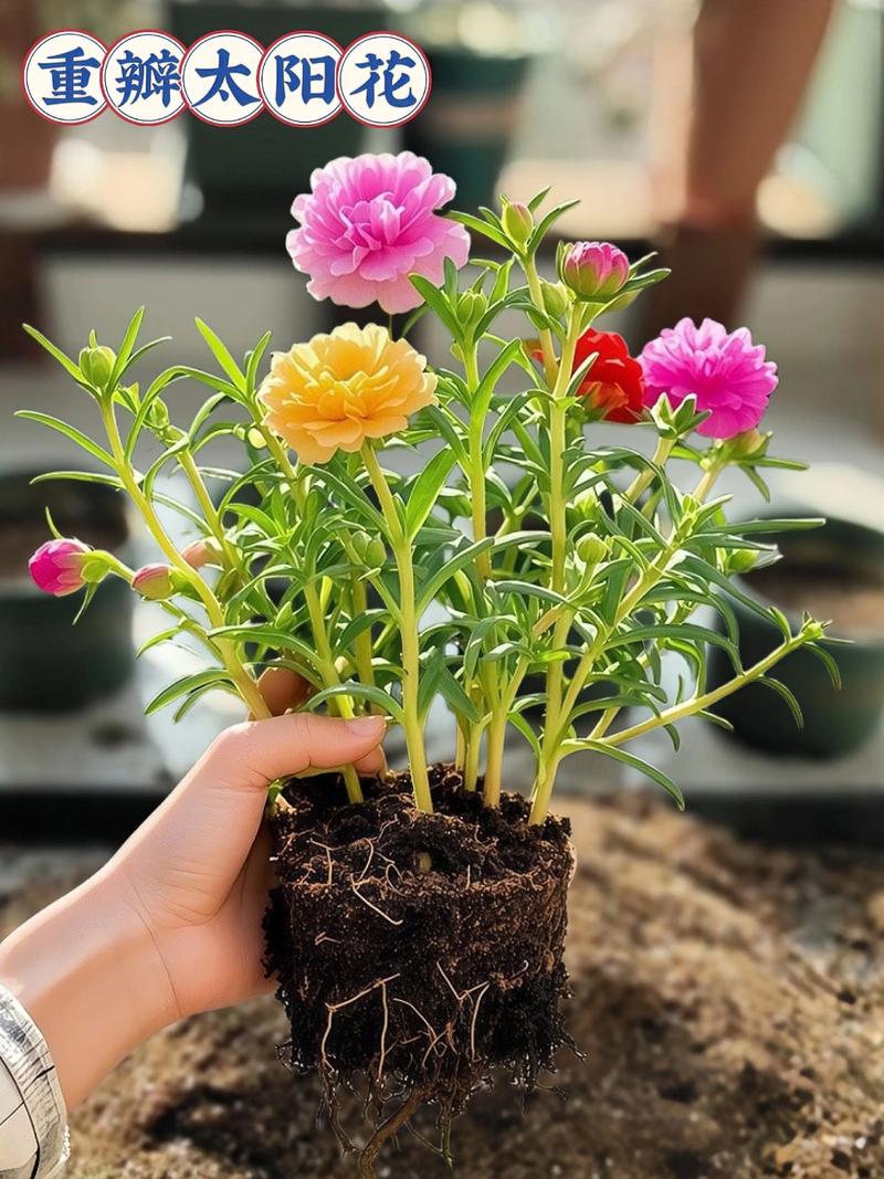 夏天适合种什么花?5种耐热花卉种植指南(含南北差异操作要点) 四、波斯菊