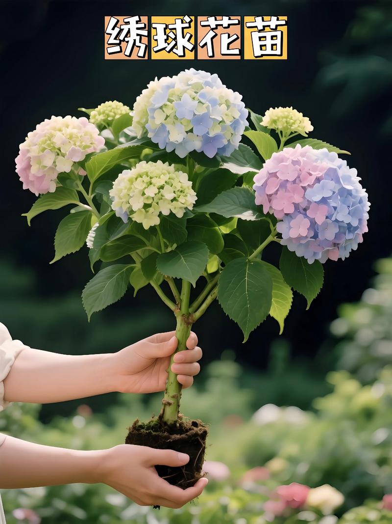 夏天适合种什么花?5种耐热花卉种植指南(含南北差异操作要点) 总结:夏季种植通用要点