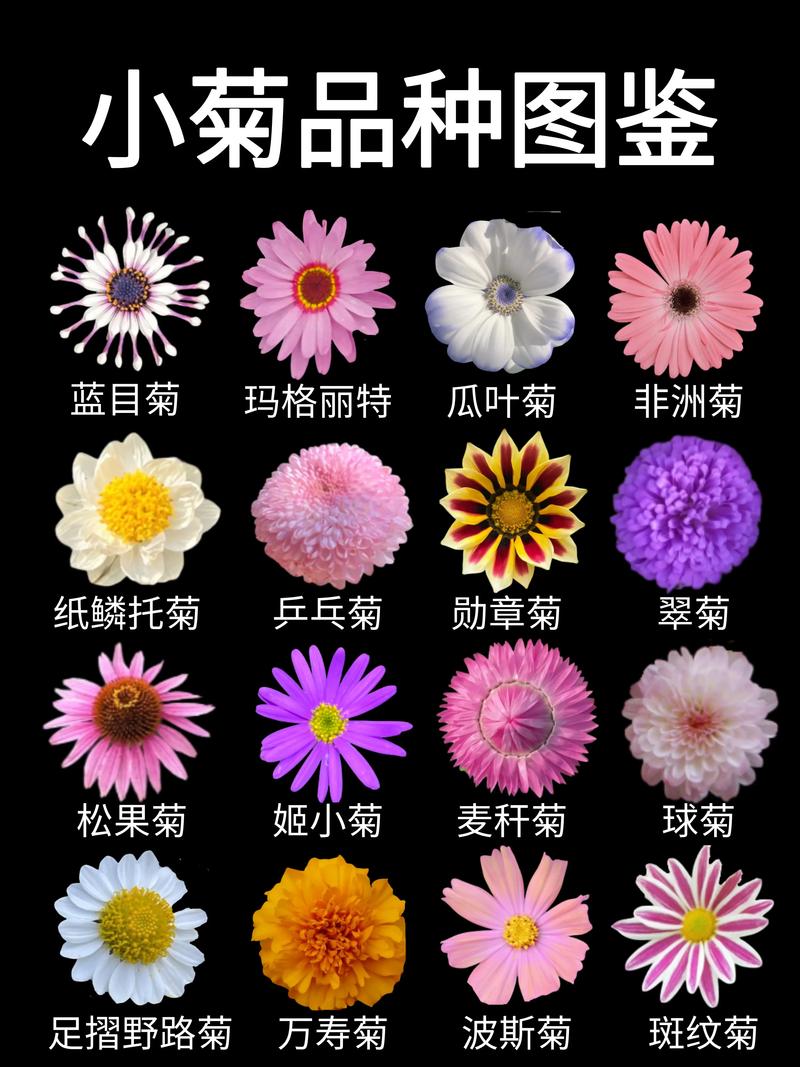 菊花怎么晒干最好?——观赏菊品种特性与干燥全攻略 菊花怎么晒干最好?核心养护与干燥要点