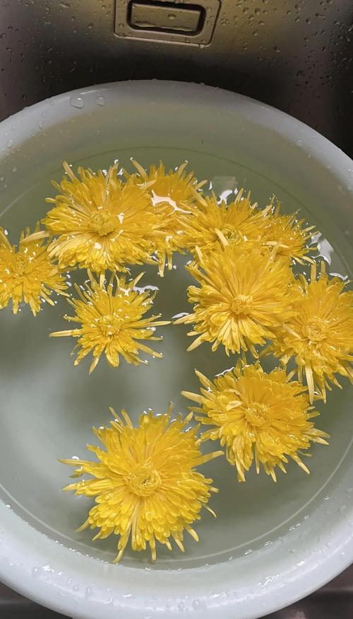 菊花怎么晒干最好?——观赏菊品种特性与干燥全攻略 品种基础档案