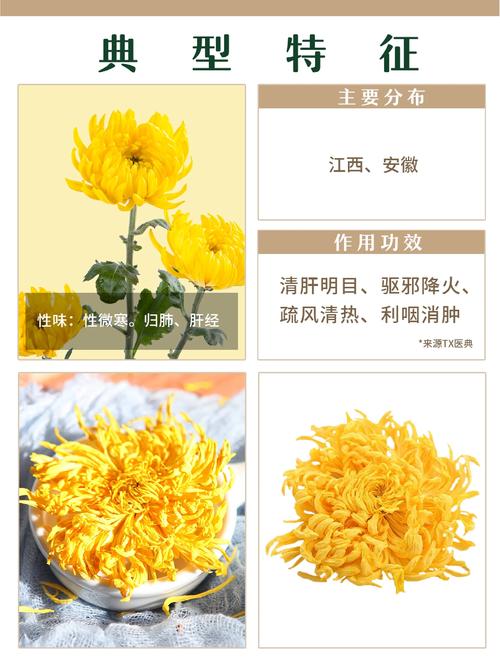 菊花怎么晒干最好?——观赏菊品种特性与干燥全攻略 光照与水肥精准方案