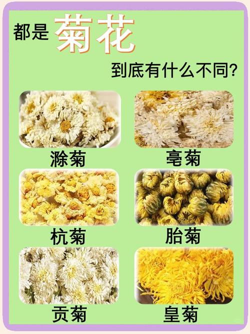 菊花怎么晒干最好?——观赏菊品种特性与干燥全攻略 盆栽/地栽选择决策