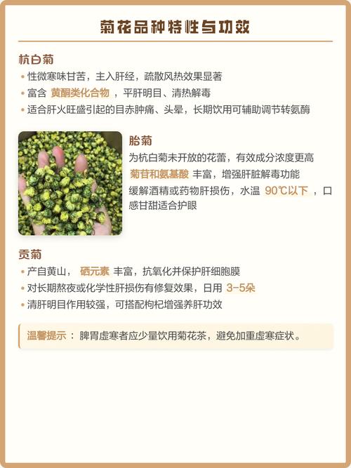 菊花怎么晒干最好?——观赏菊品种特性与干燥全攻略 越冬与越夏管理