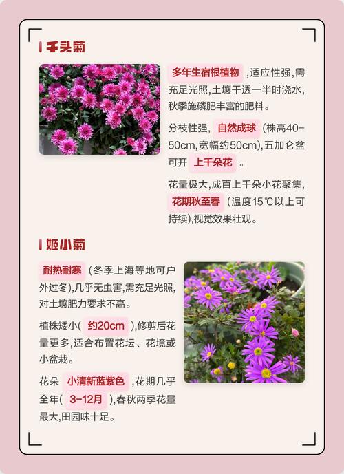 菊花怎么晒干最好?——观赏菊品种特性与干燥全攻略 常见误区与纠正