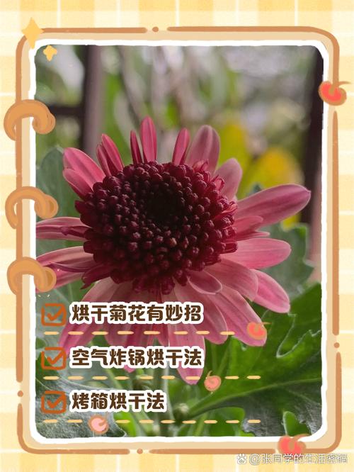 菊花怎么晒干最好?——观赏菊品种特性与干燥全攻略 总结:3个核心可执行动作