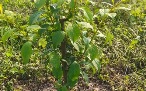 贵州蜂糖李子苗基地选购指南：品种特性、种植效益与苗木质量鉴别
