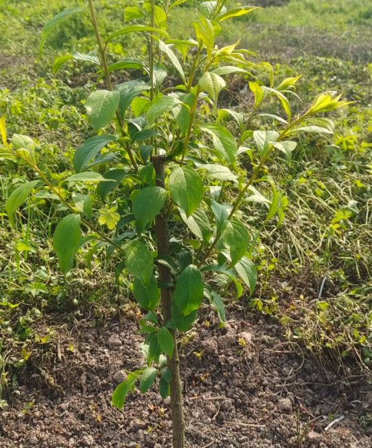 贵州蜂糖李子苗基地选购指南：品种特性、种植效益与苗木质量鉴别