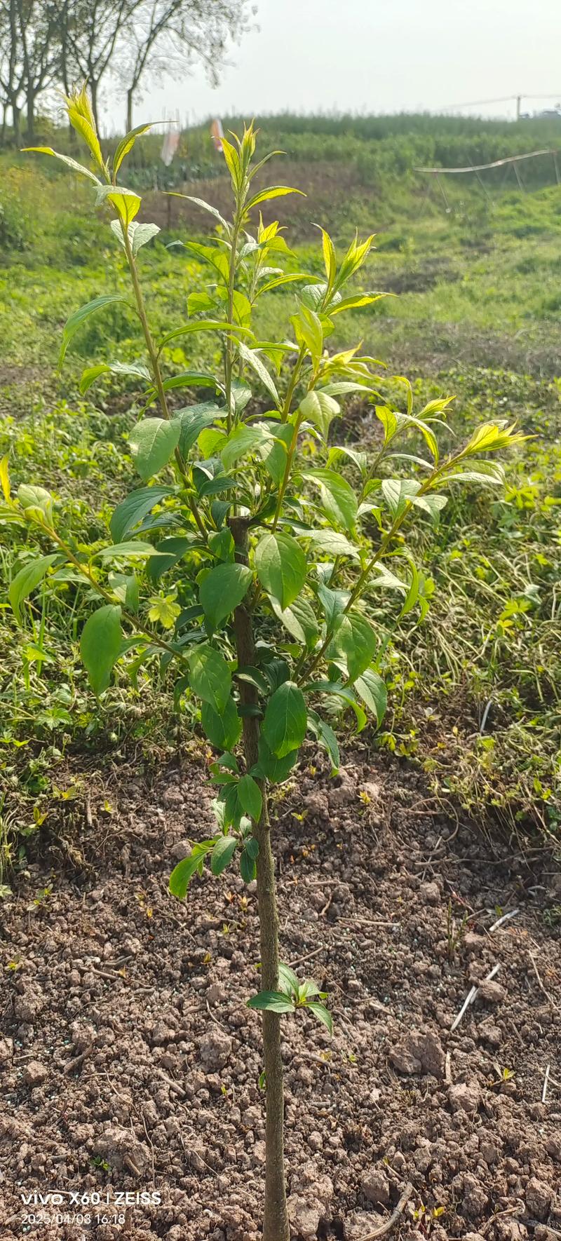 贵州蜂糖李子苗基地选购指南:品种特性、种植效益与苗木质量鉴别 贵州蜂糖李子苗基地选购指南:品种特性、种植效益与苗木质量鉴别