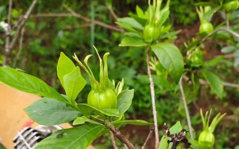栀子花的功效与作用：不仅是观赏，果实还能入药？（附食用安全指南）