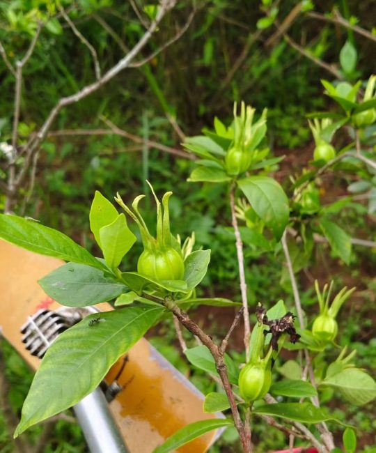 栀子花的功效与作用：不仅是观赏，果实还能入药？（附食用安全指南）