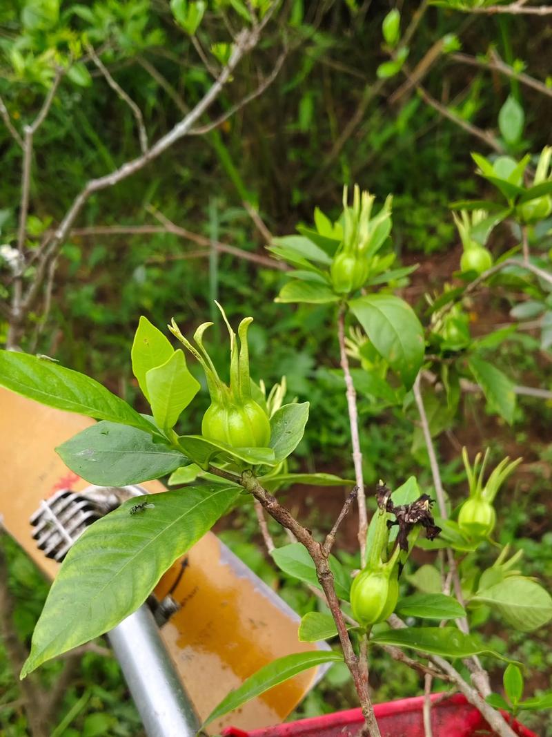 栀子花的功效与作用:不仅是观赏,果实还能入药?(附食用安全指南) ⚠️ 安全性声明