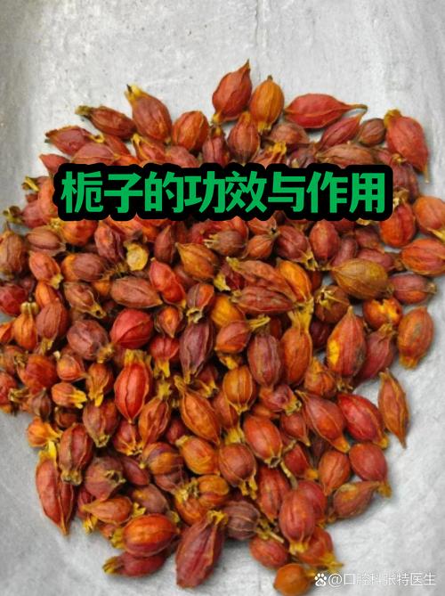 栀子花的功效与作用:不仅是观赏,果实还能入药?(附食用安全指南) 🍽️ 食用常识