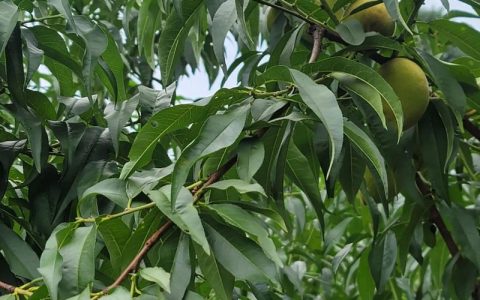 黄桃什么季节成熟？不同品种成熟时间及种植指南