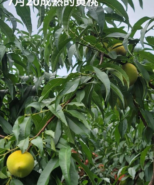 黄桃什么季节成熟？不同品种成熟时间及种植指南