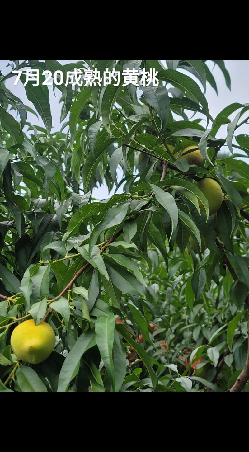 黄桃什么季节成熟?不同品种成熟时间及种植指南 黄桃什么季节成熟?不同品种成熟时间及种植指南