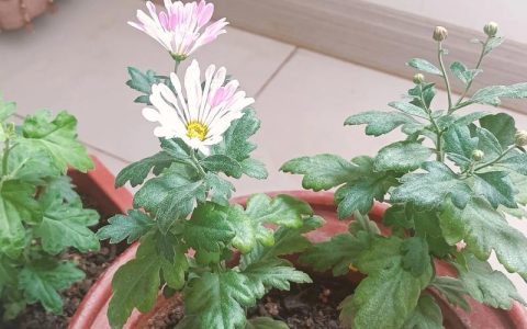 荷兰菊有种子吗？从播种到开花全攻略，家庭园艺必看