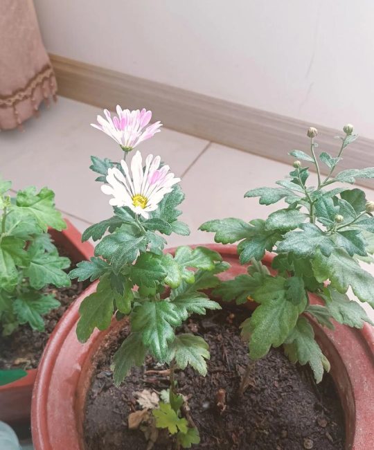 荷兰菊有种子吗？从播种到开花全攻略，家庭园艺必看