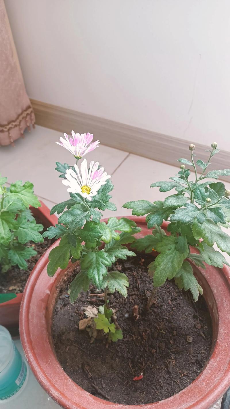 荷兰菊有种子吗?从播种到开花全攻略,家庭园艺必看 品种基础档案