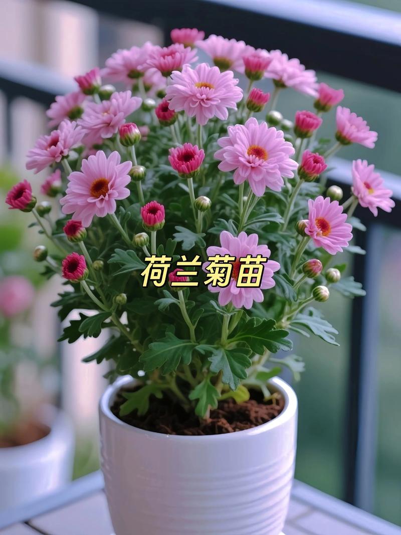 荷兰菊有种子吗?从播种到开花全攻略,家庭园艺必看 光照与水肥精准方案