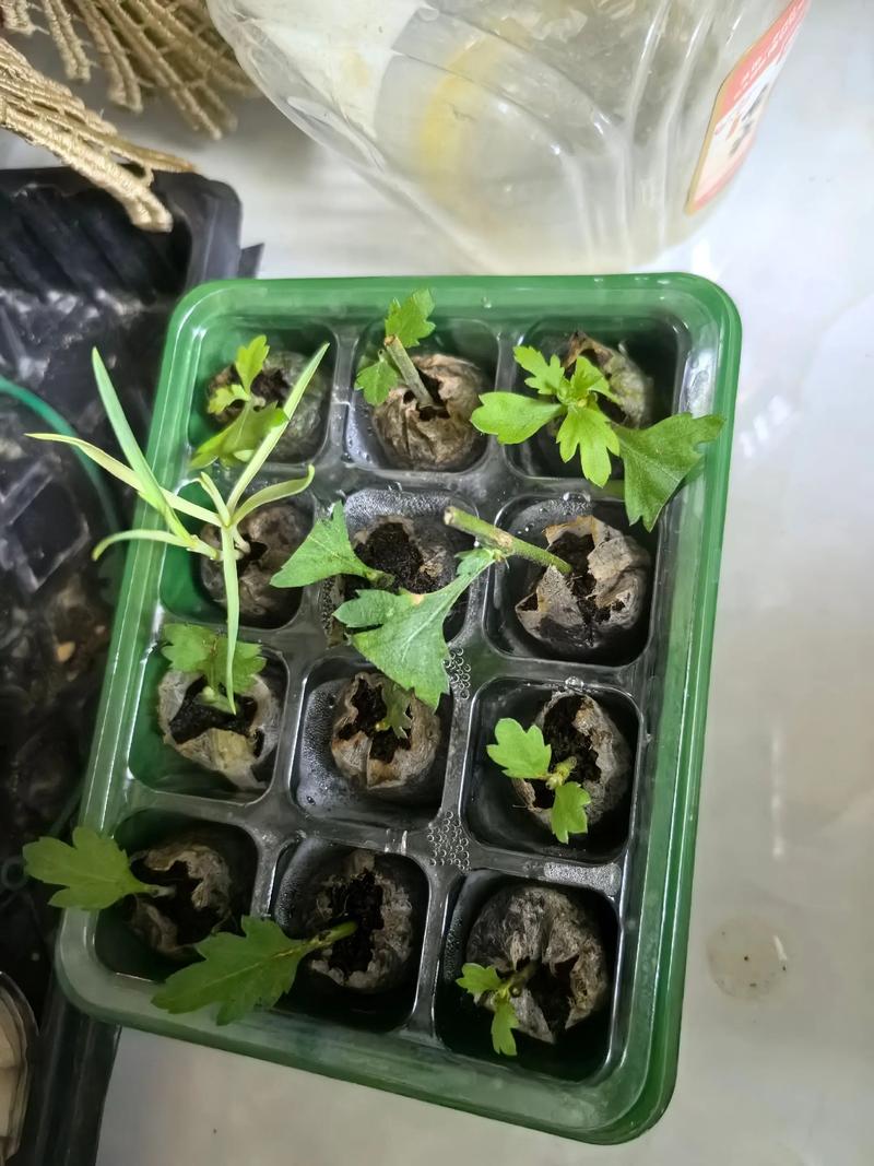 荷兰菊有种子吗?从播种到开花全攻略,家庭园艺必看 修剪促花系统指导
