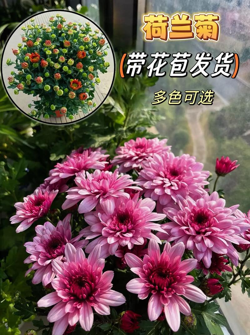 荷兰菊有种子吗?从播种到开花全攻略,家庭园艺必看 FAQ