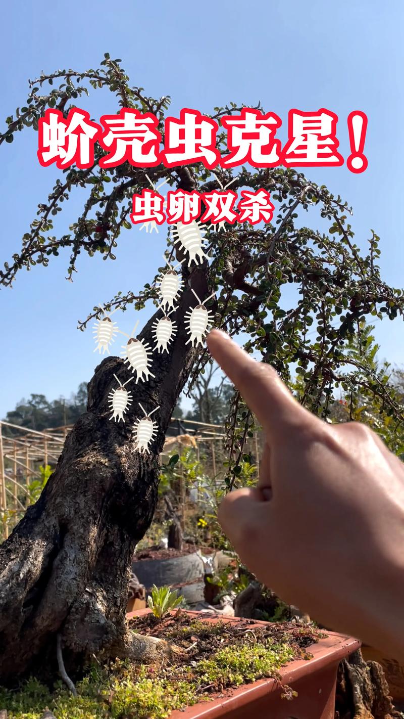 树上出现介壳虫怎么办?教你一套完整防治方案 第二步:物理防治(针对少量或初期)