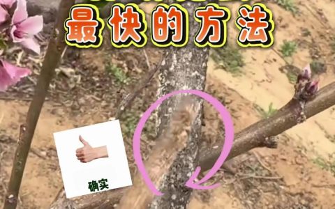 树上出现介壳虫怎么办？教你一套完整防治方案