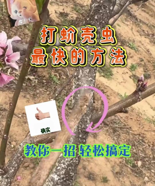 树上出现介壳虫怎么办？教你一套完整防治方案
