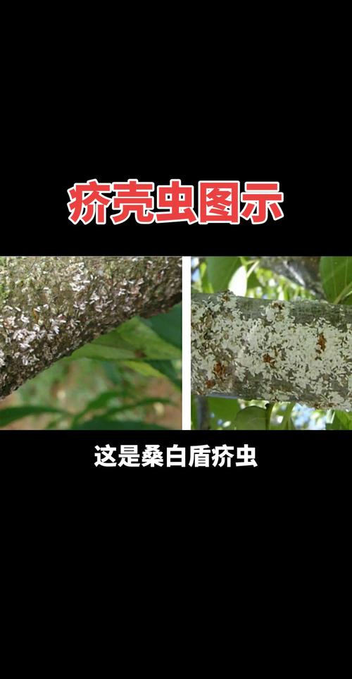 树上出现介壳虫怎么办?教你一套完整防治方案 第五步:日常预防与养护