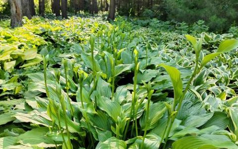 玉簪花品种大盘点：3大经典系列对比，帮你选对“林间仙子”