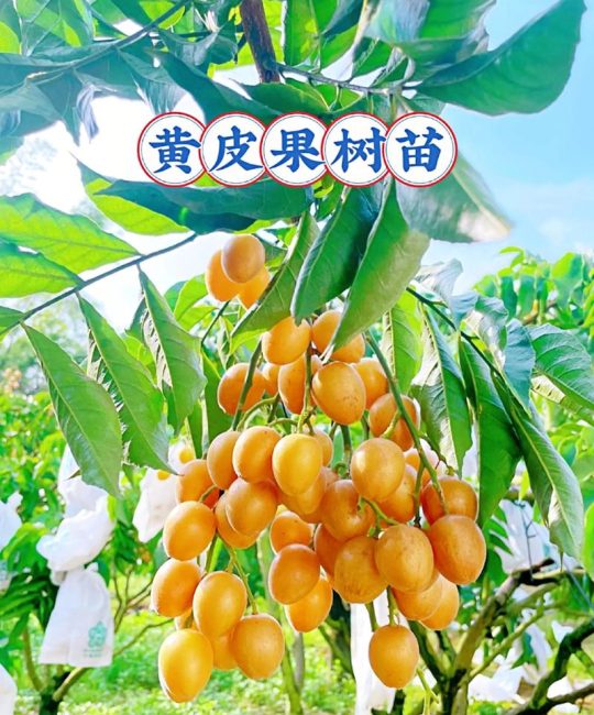 黄皮果树什么时候剪枝最好？科学修剪时间表与实操指南