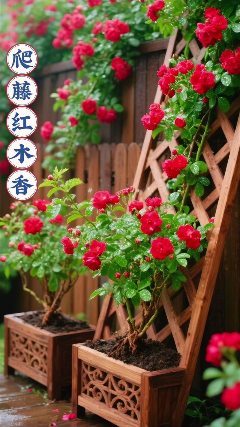 北方适合种植什么爬藤植物?这5种耐寒又好养 2. 铁线莲(Clematis spp.)