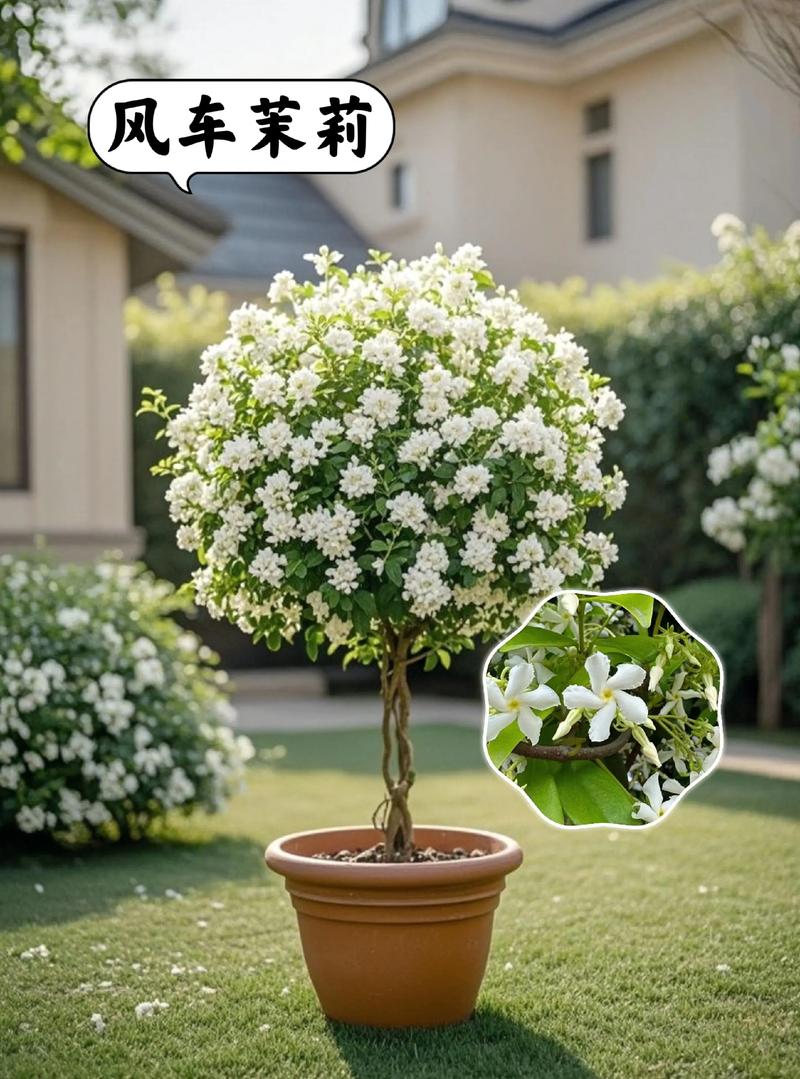北方适合种植什么爬藤植物?这5种耐寒又好养 5. 藤本月季(Climbing Rose,品种推荐‘黄金庆典’、‘弗罗伦蒂娜’)