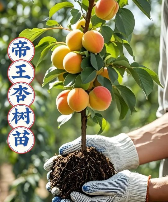 杏树可以嫁接几种果树？掌握这几种嫁接技术，产量翻倍