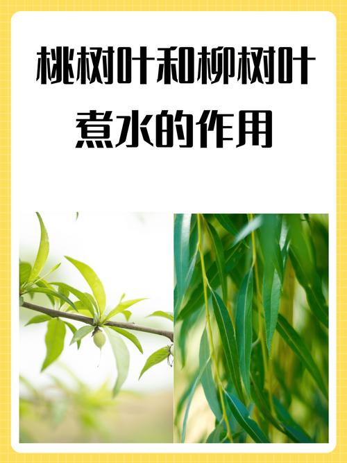 常见误区：桃树叶比桃肉更安全？